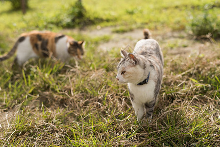 两只猫家庭小猫咪和图片