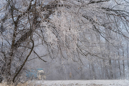 冬季沿雪覆盖的树木漫步在雾图片