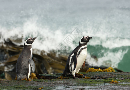 两只麦哲伦企鹅站在海岸线上观望着福克兰群图片