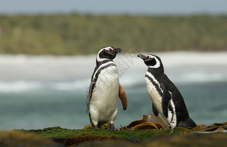 两只麦哲伦企鹅在福克兰群岛大西洋沿岸的大图片