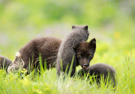 靠近一只雌北极狐与可爱的小玩偶幼崽图片