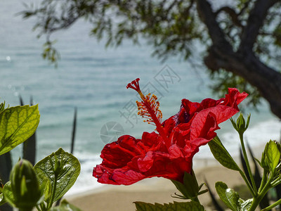 在加那利群岛海滩的芙蓉花图片