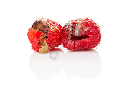 在白色背景隔绝的两个腐烂的树莓图片