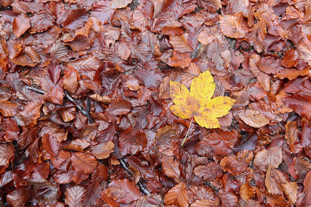 秋天落叶和枫叶细节图片