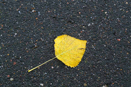 湿沥青路上的黄叶壁纸或设计季节背景图片