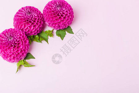 粉红色明亮夏日花朵的顶视图在柔和的背景上绽放图片
