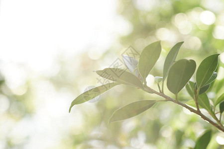 绿叶背景evergreen背景雨图片