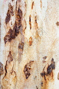 Eucalyptus树皮的纹图片