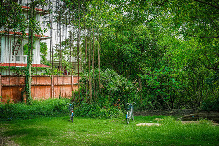 树下的花园里有两辆自行车图片