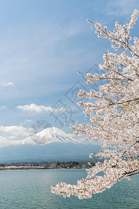 春季日本河口湖的樱花和富士山图片