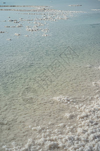 死海乳蓝色咸水与岩石海滩和前景的一棵树和背景的山图片