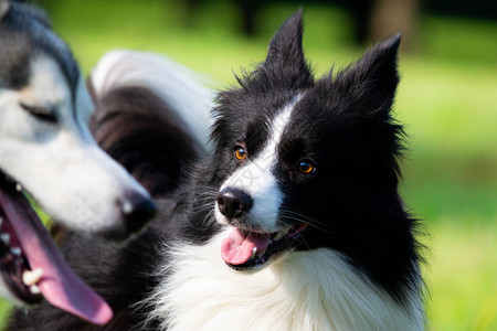 狗互相玩耍边境牧羊犬大惊小怪好斗的狗训练狗教育犬类学幼犬的强化训练年轻精力充沛的狗在散步图片