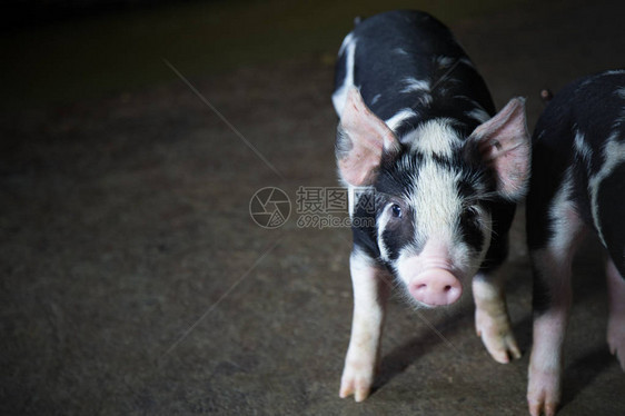 伯克希尔猪或Kurobuta猪养猪业务养猪是将家猪作为牲畜饲养和图片