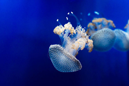 水下白斑水母自然之美图片