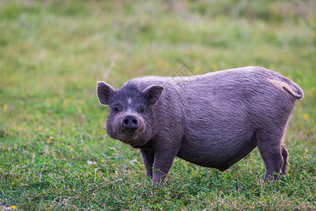 草地上的越南大肚猪图片