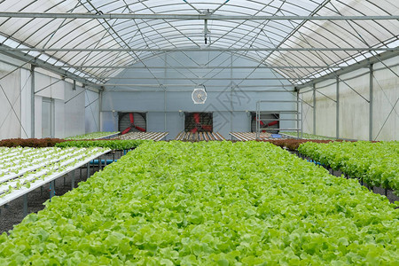 水培农场温室中种植的莴苣蔬菜图片