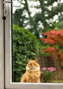 在英国下雨的一天一只猫在门图片