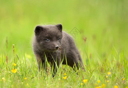 一个可爱的北极狐狸Vulpeslassopus幼崽靠近在草原图片