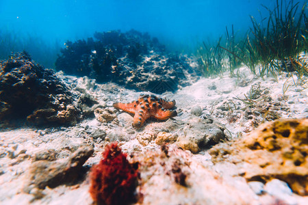 有海星和海草的热带海洋在水下图片