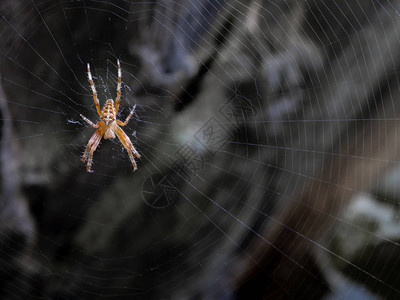 蜘蛛和蜘蛛网等待下一图片