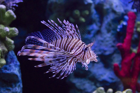 在大型水族馆里游泳的红狮子鱼背景图片