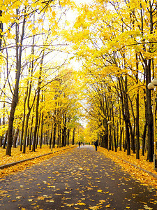秋天公园中多彩的叶子黄图片