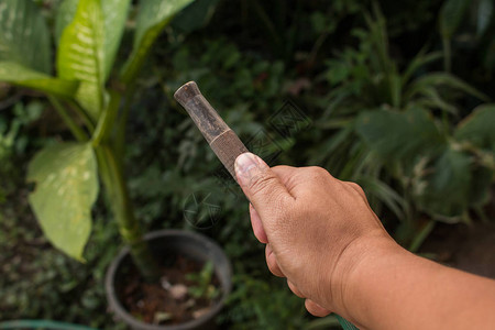 手拿着水橡胶软管浇水植物图片