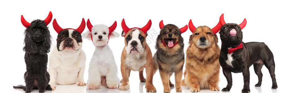 许多可爱的魔鬼狗不同品种站在和坐在白色背景图片