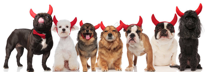 一群可爱的七只狗穿着恶魔角站在白色背图片