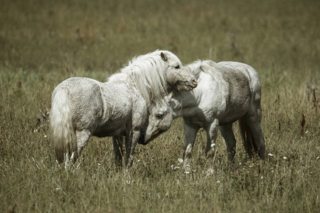 两匹白马在爱达荷州豪瑟图片