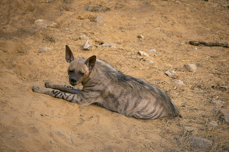 条纹鬣狗鬣狗鬣狗贾拉纳印图片