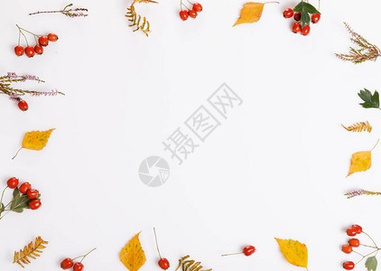秋季作文框架由秋叶浆果花朵山楂白色背景的石南花制成平躺顶视图片