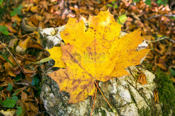 黄色的秋叶落在秋天的落叶岩石上图片
