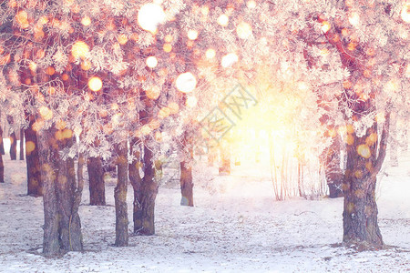 公园里多彩的雪花冬季森林背景的圣诞灯光圣诞节背景图片