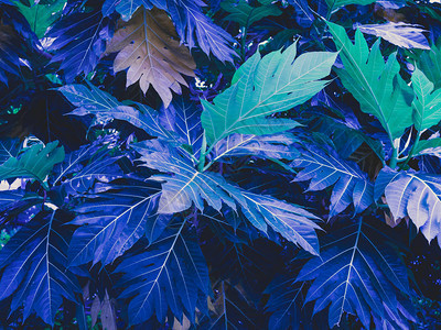 蓝色紫色和绿色叶子背景图片