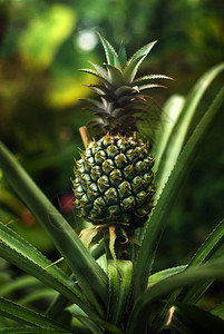 绿色未成熟的菠萝生长在温室的母株上图片