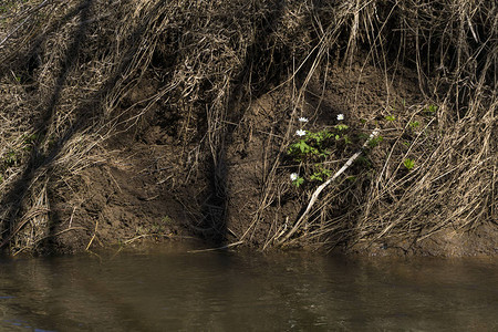 白花雪莲躲在泥泞的泉河陡峭的粘土岸边图片