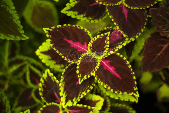 热带植物背景有形态化多彩图片