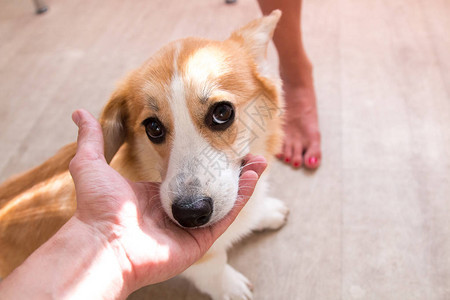 屋内的红发小狗柯基犬图片