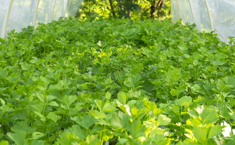 在温室里种植的蔬菜关闭这块草原图片