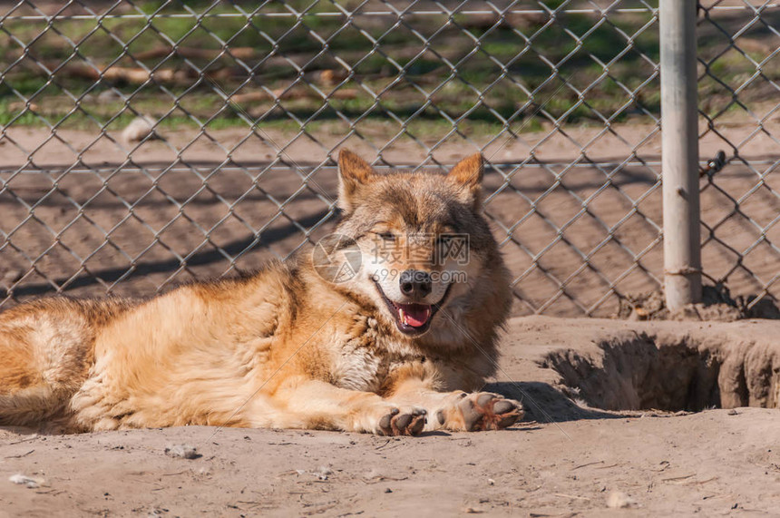 狼队VS西汉姆联在线观看