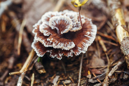 秋天森林草原上方景色林木中的Fungusbolletus农村的阳光日是乡图片