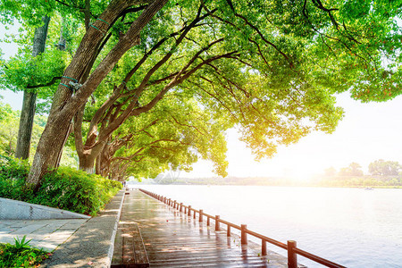 南京玄武湖边的木栈道图片