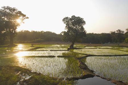 印度果阿Kueshi村稻图片