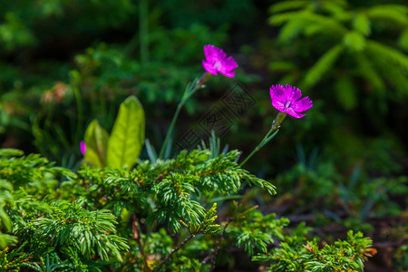 绿色草原背景的紫花朵以绿图片