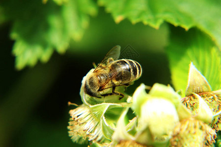 一个欧洲小蜜蜂坐在草莓上在花园里开花背景图片