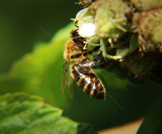 一只美丽的西方蜜蜂坐着为覆盆子花授粉图片