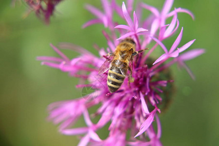 一只西方蜜蜂在斯洛伐克草原上传授红花粉图片