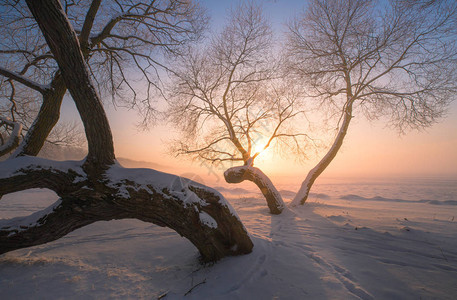 日落时冬树夜晚的阳光照亮雪和树枝图片