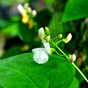 夏日花草蝴蝶小豆夏日中花园的花朵真漂亮阳背景